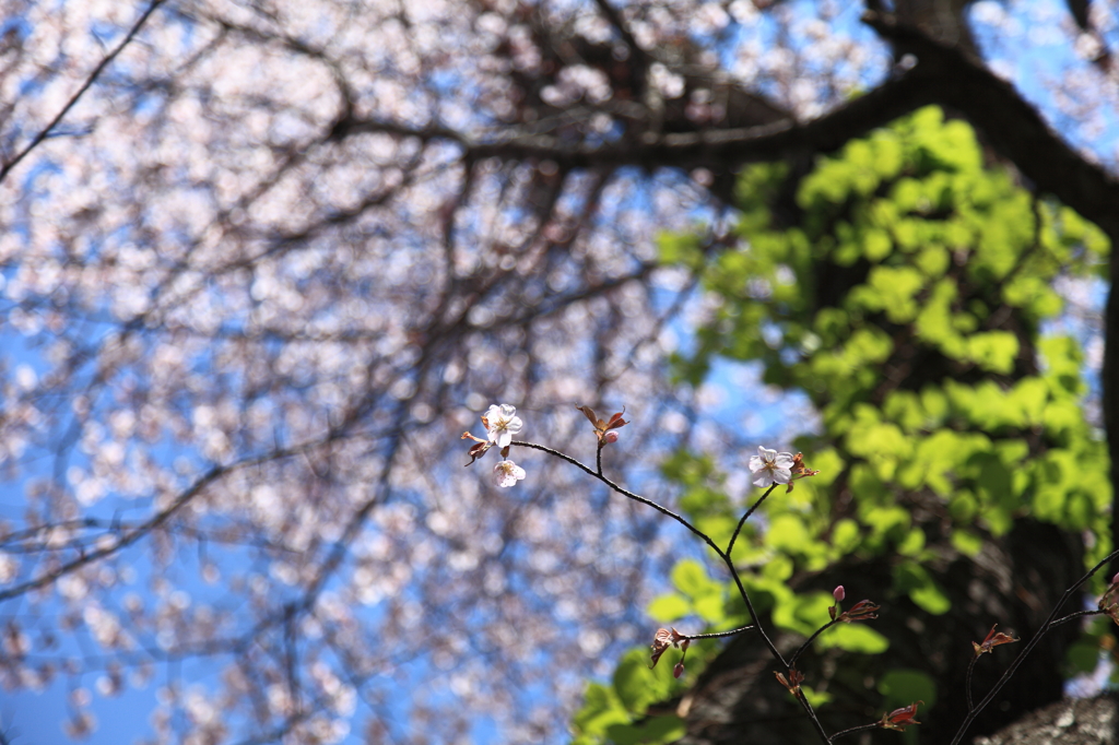 桜・模様