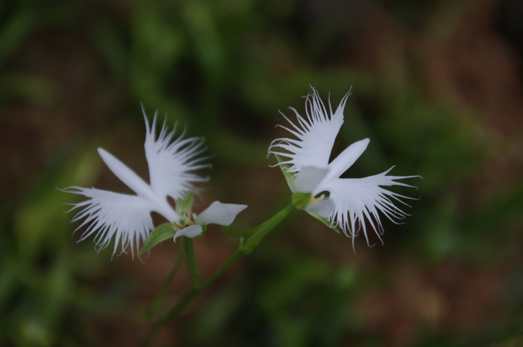 IMGP2429
