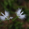 IMGP2429