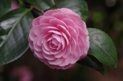 IMGP1268