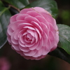 IMGP1268
