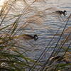 IMGP0064