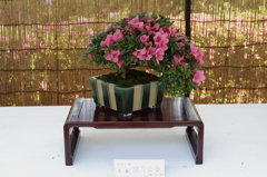 IMGP2815