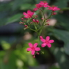 IMGP2803