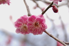 IMGP0924