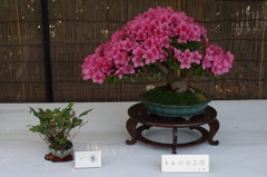 IMGP2813