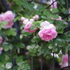 IMGP2795