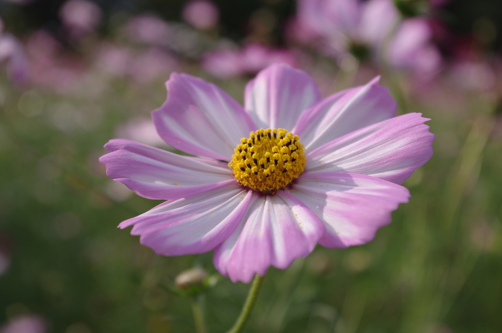 IMGP2563