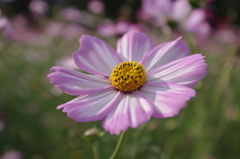 IMGP2563