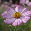 IMGP2563