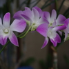 IMGP2809