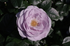 IMGP2797