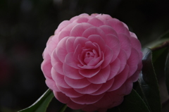 IMGP1278
