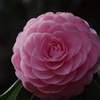 IMGP1278