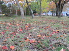 DSCN0382