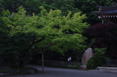 IMGP2848