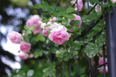IMGP2793