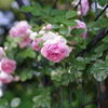 IMGP2793