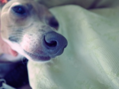 sleepy