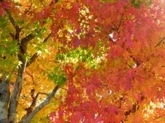 山中湖紅葉狩り