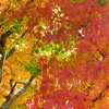 山中湖紅葉狩り