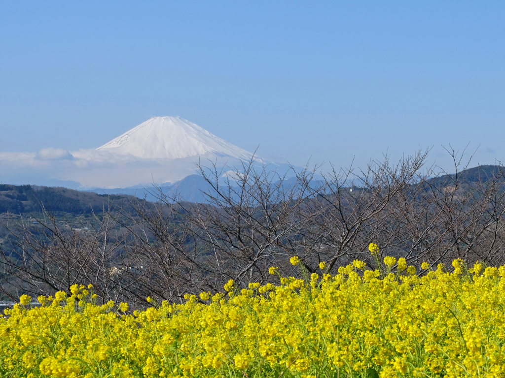 吾妻山公園より