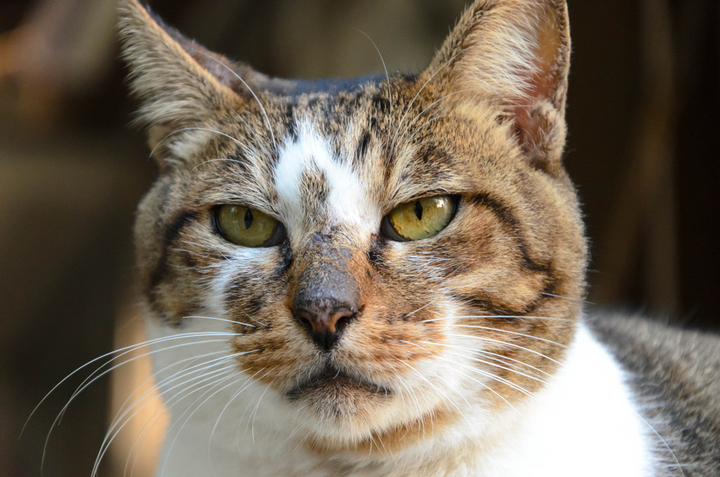 ねこ