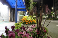 とある夜の花