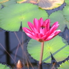掛川花鳥園にて