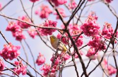 寒緋桜・メジロ