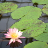 掛川花鳥園にて