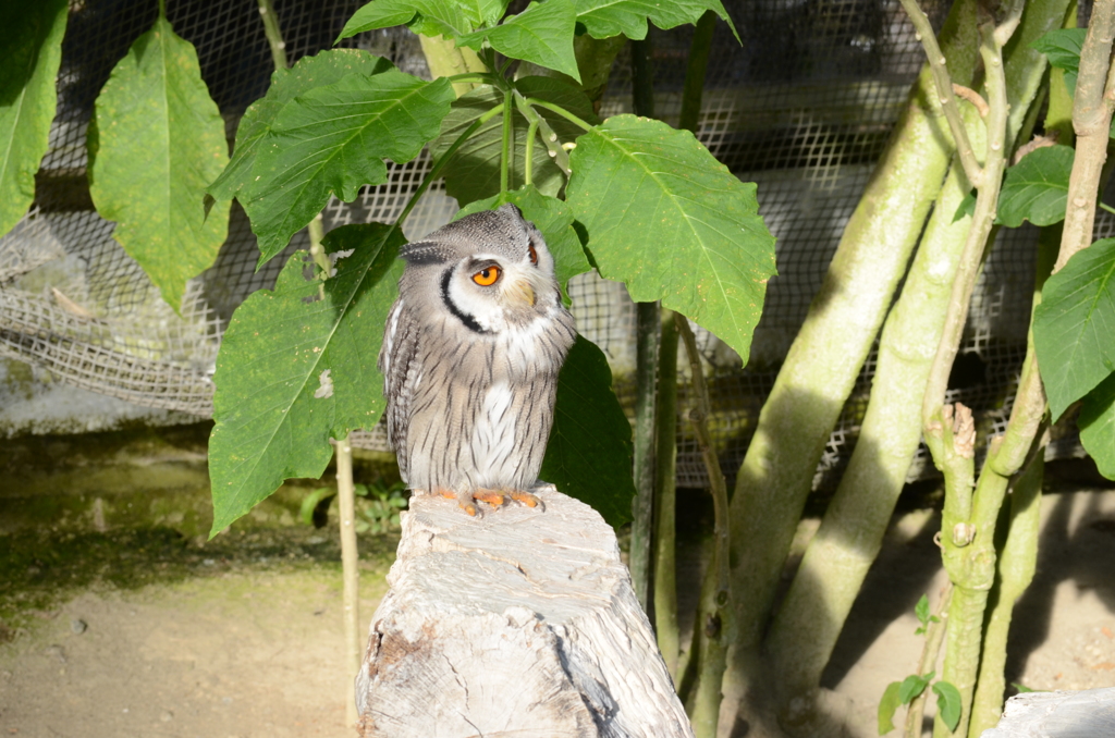 掛川花鳥園にて