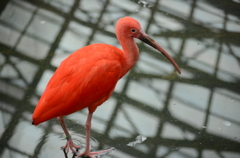 掛川花鳥園にて