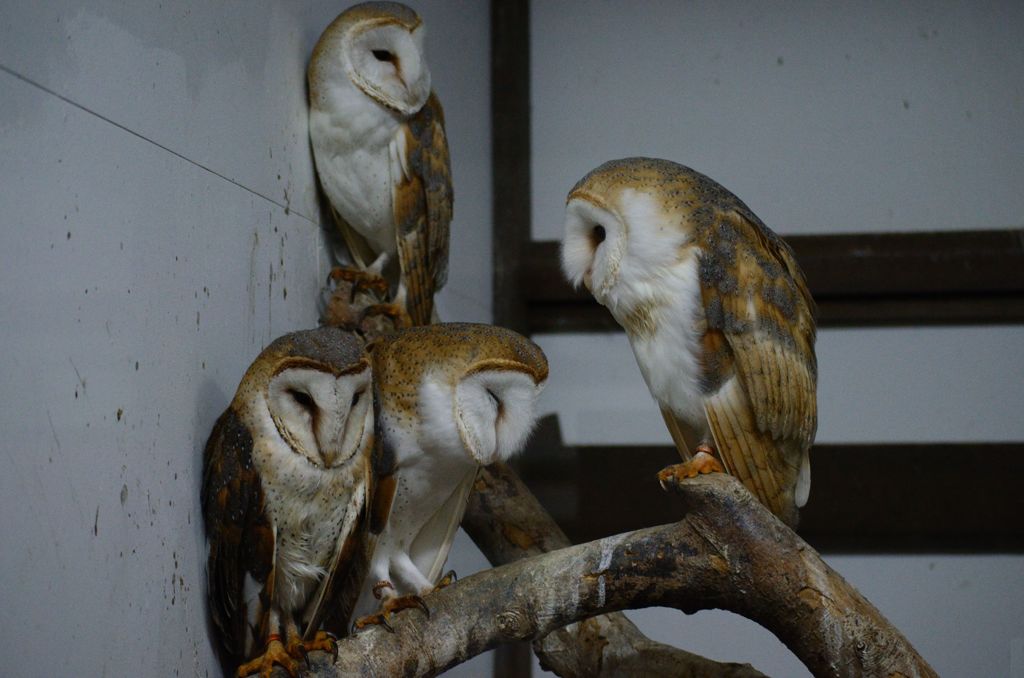 掛川花鳥園にて