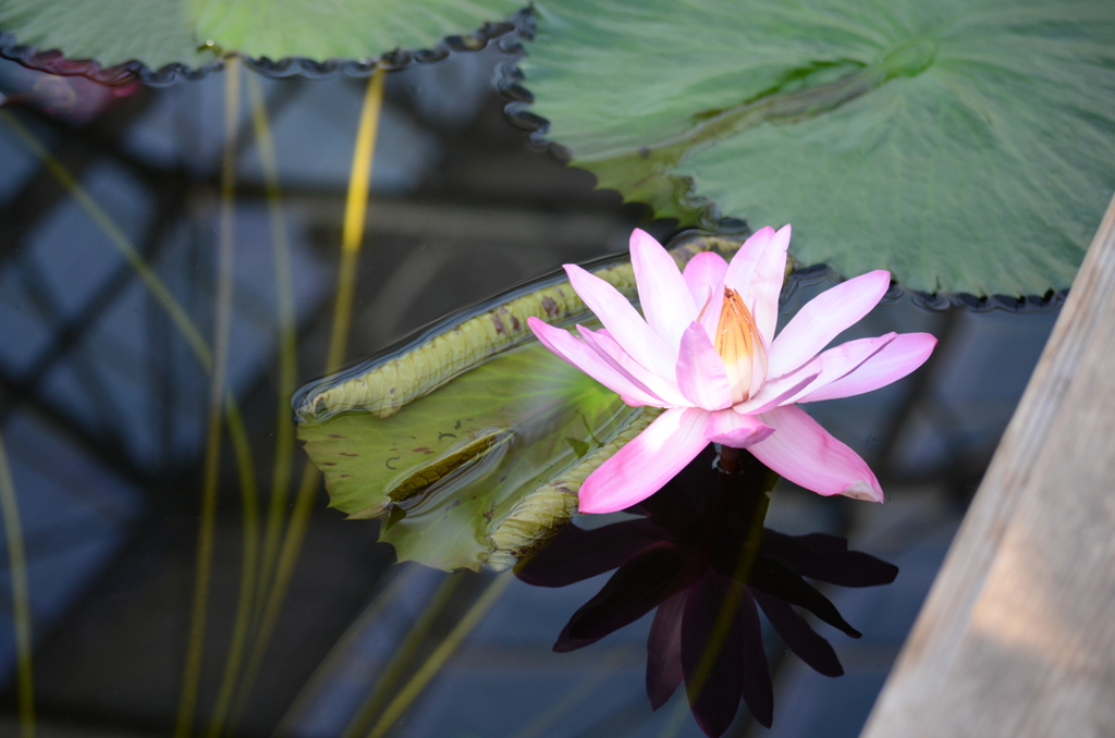 掛川花鳥園にて