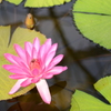 掛川花鳥園にて