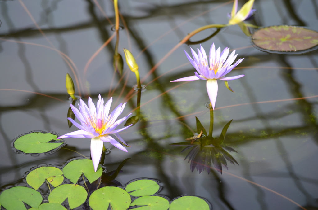 掛川花鳥園にて