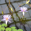 掛川花鳥園にて