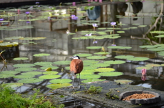 掛川花鳥園にて