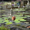 掛川花鳥園にて