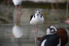 掛川花鳥園にて