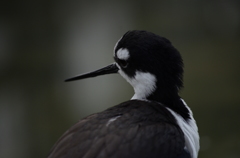 掛川花鳥園にて