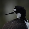 掛川花鳥園にて