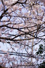桜の向こう側