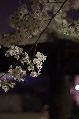 夜桜②