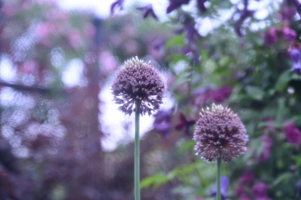 横浜イングリッシュガーデン