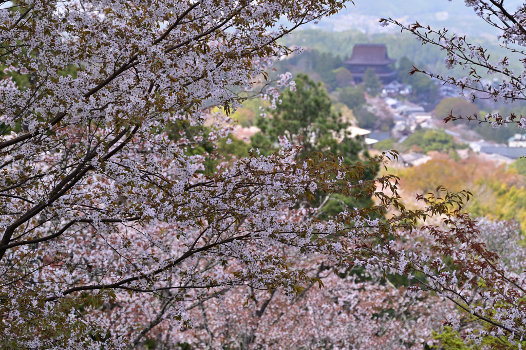 吉野山春景