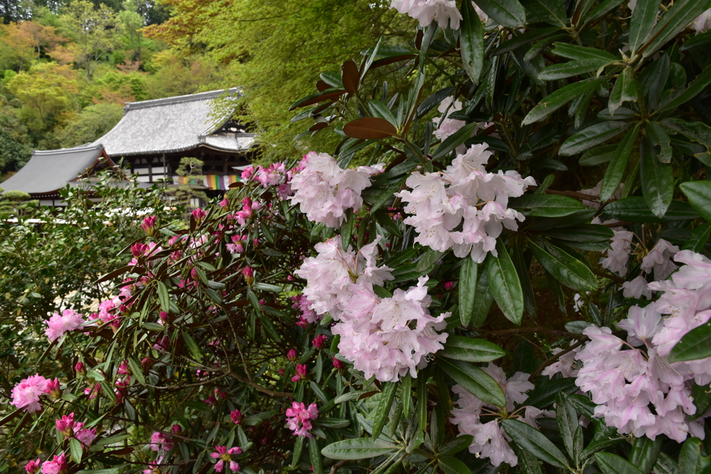 岡寺　石楠花