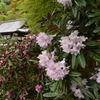 岡寺　石楠花