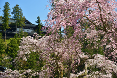 身延山　久遠寺　遠景